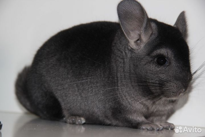 Шиншилла ангора стандарт, ангора фиолет, эбони