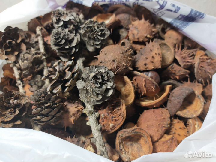 Сухостой-семена