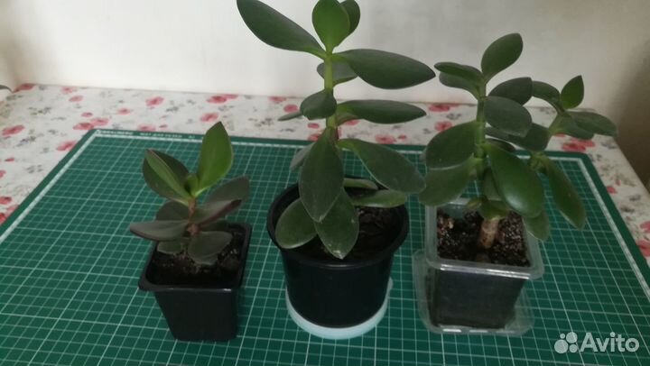 Денежное дерево толстянка крассула