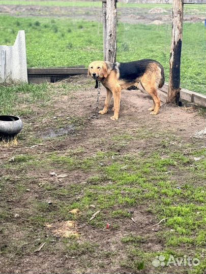 Русская Гончая