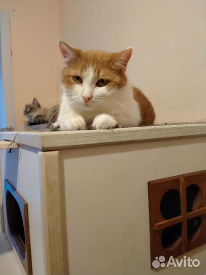 Кошка
