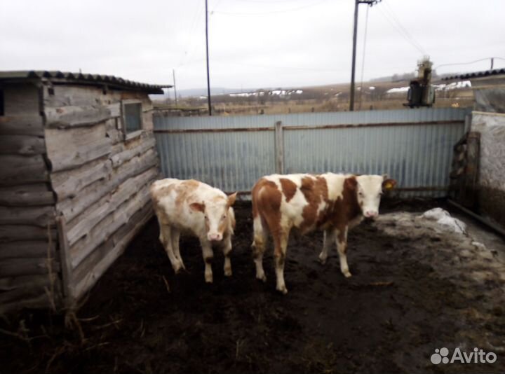 Быки живым весом