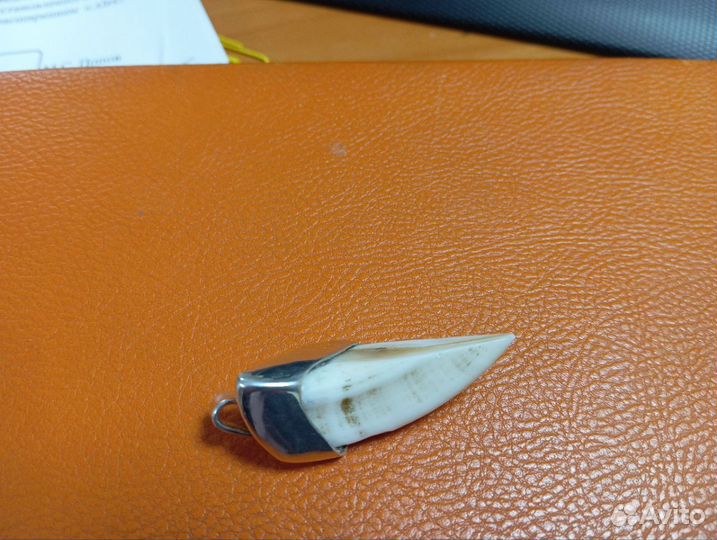 Клык кабана