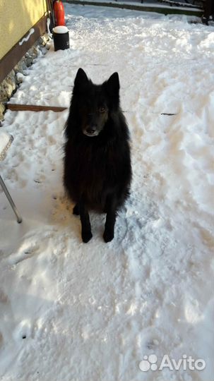 Грюнендаль