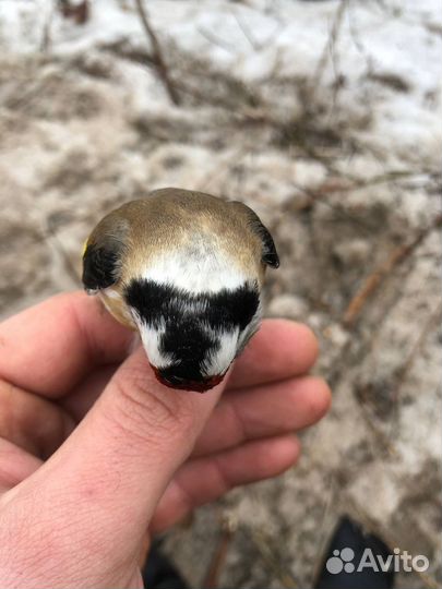 Щеглы Чижики Реплы