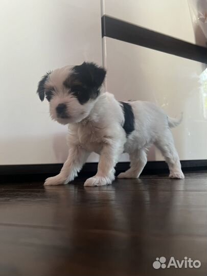 Бивер девочка