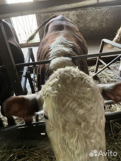 Быки стойловые