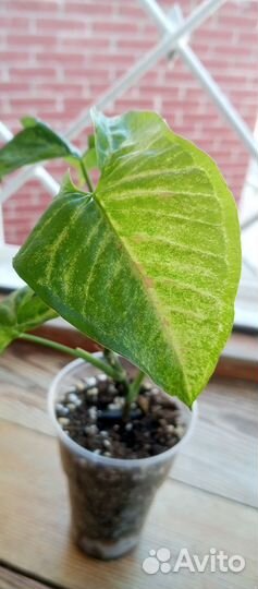 Сингониум конфетти