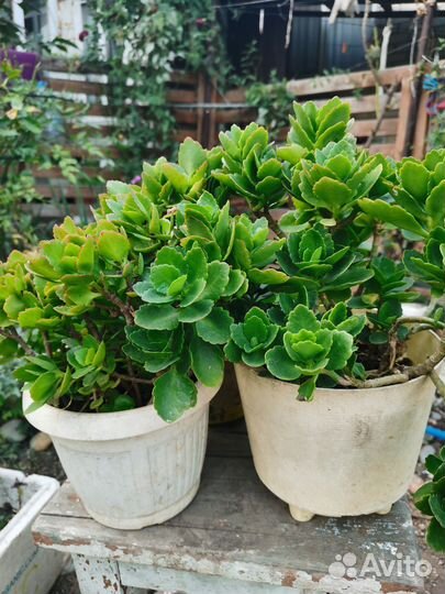 Каланхоэ цветущий