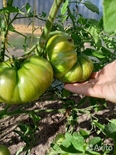 Рассада помидоров томатов