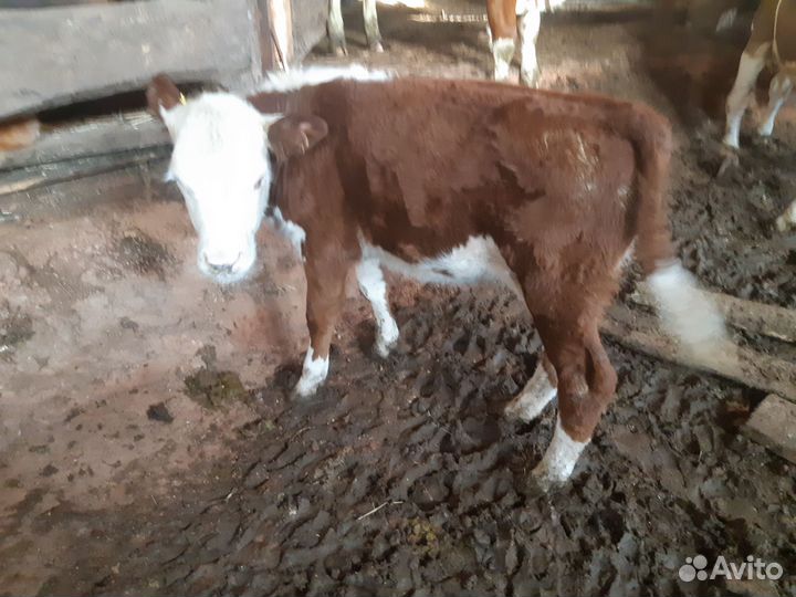 Телята бычки, телки