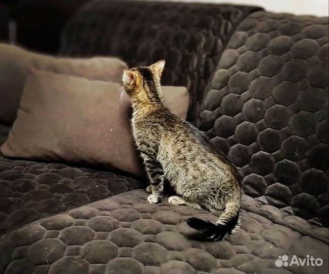 Котик в добрые руки