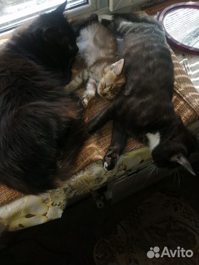 Котенок в дар
