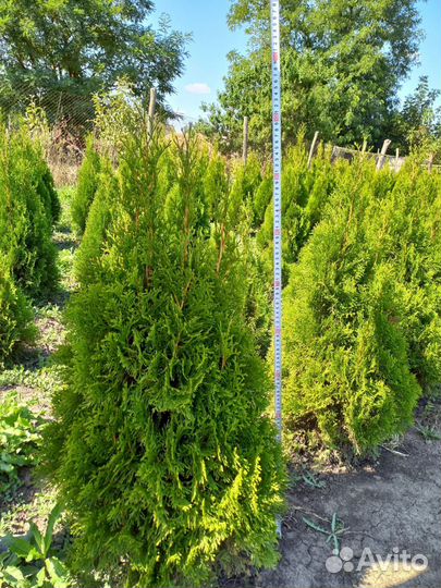 Туя смарагд 60-80 см