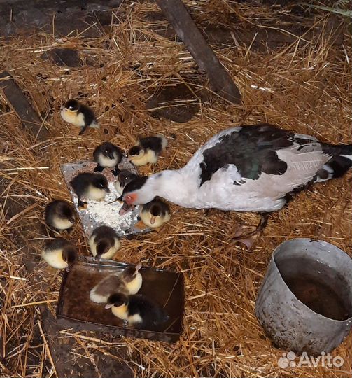 Индоутка с утятами
