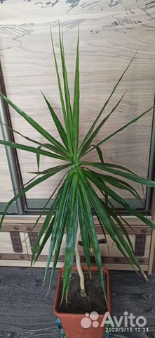 Комнатные цветы Драцена