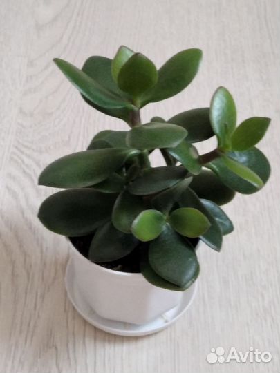 Толстянка(денежное дерево)