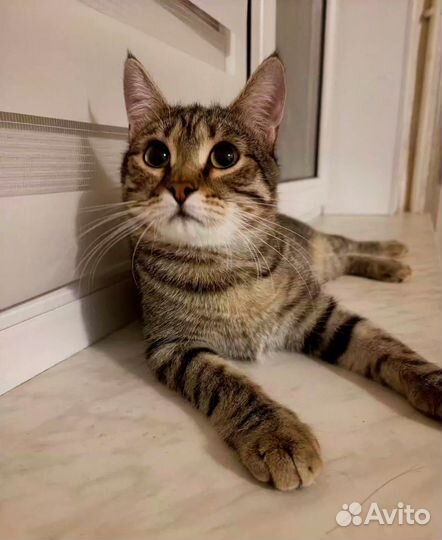 Очаровашка Пунш 9 мес