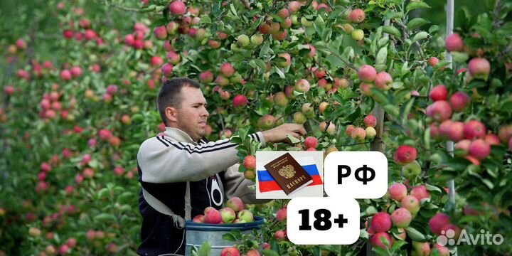 Вахта проживание питание сборщик яблок