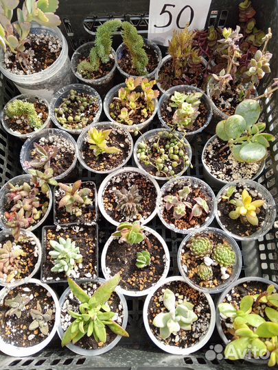 Суккуленты часть 4