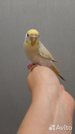 Волнистые попугаи