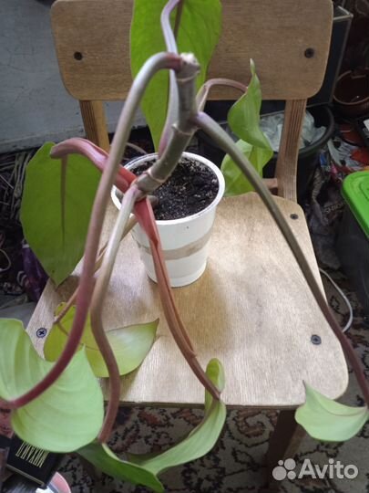 Филодендрон медуза