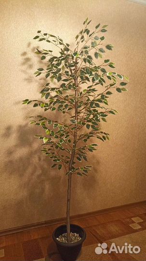 Искусственное дерево Фикус Бенджамина