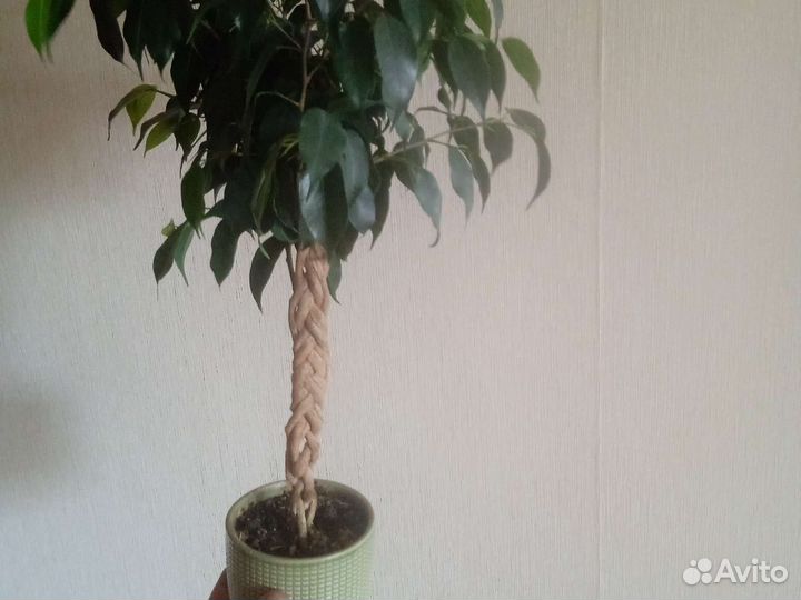 Фикус заплетенный косичкой
