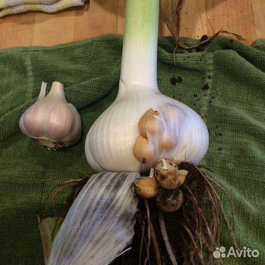 Огромный чеснок в наличии Гигантская тыква.Высылаю
