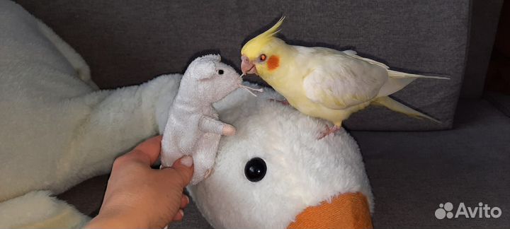 Ручные птенцы попугая корелла