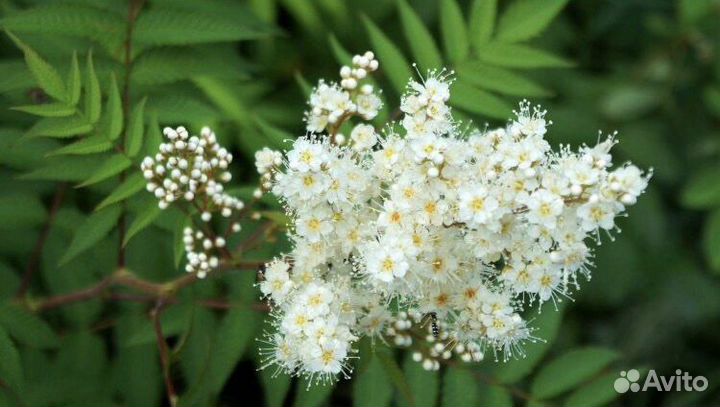 Вишня, слива, смородина, малина