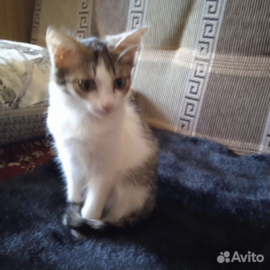 Кошки в добрые руки, у Светы 24