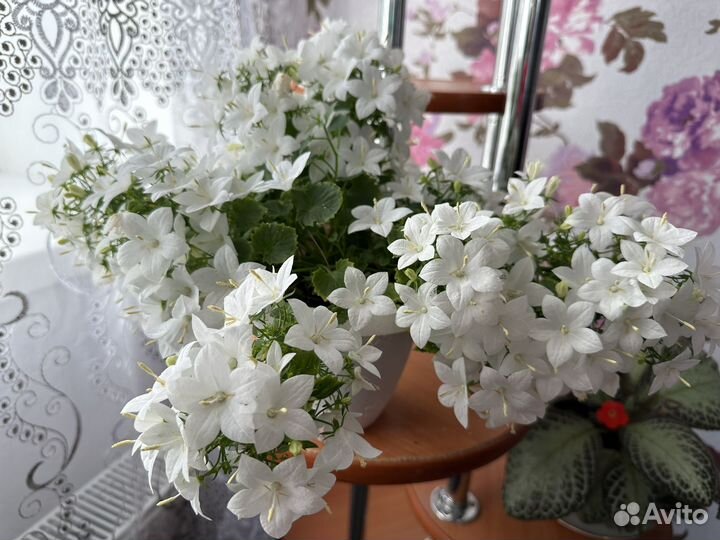 Кампанула невеста