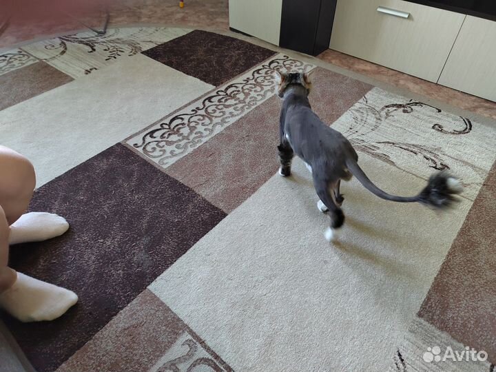 Груминг кошек выезд на дом