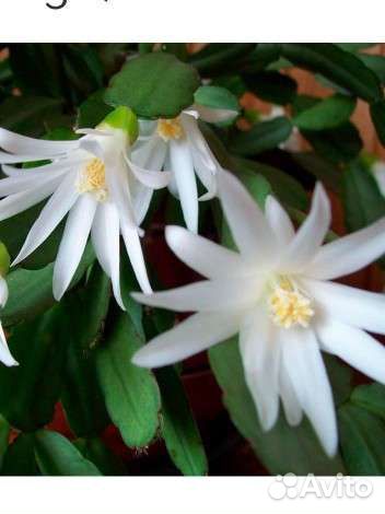 Рипсалидопсис белый и красный