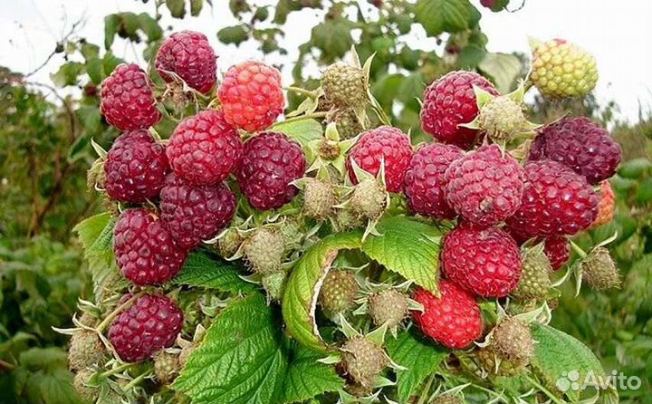 Малина таганка