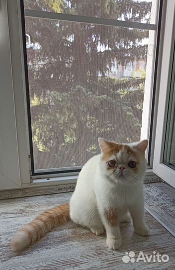 Чудесный экзотик