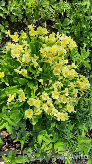 Цветочки для сада