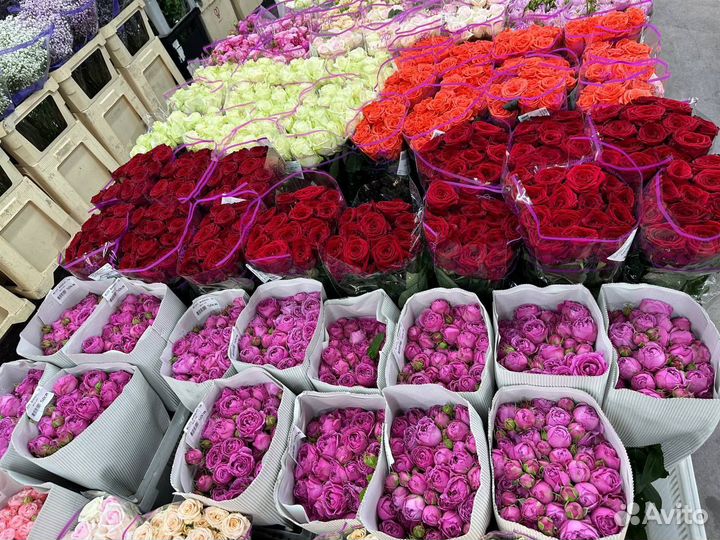 Пионовидные розы