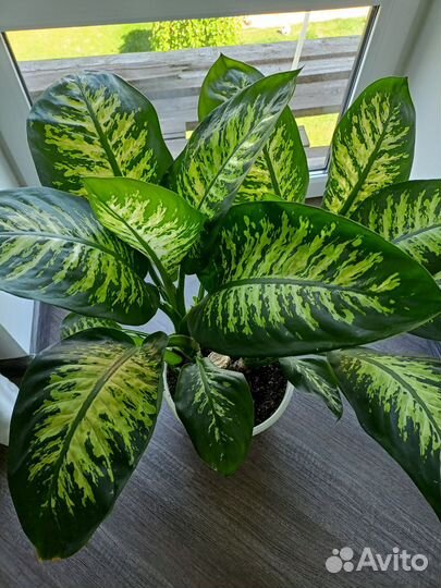 Диффенбахия