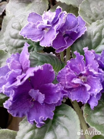 Фиалки сортовые