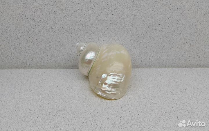 Турбо Фолген 10,5 морская ракушка раковина