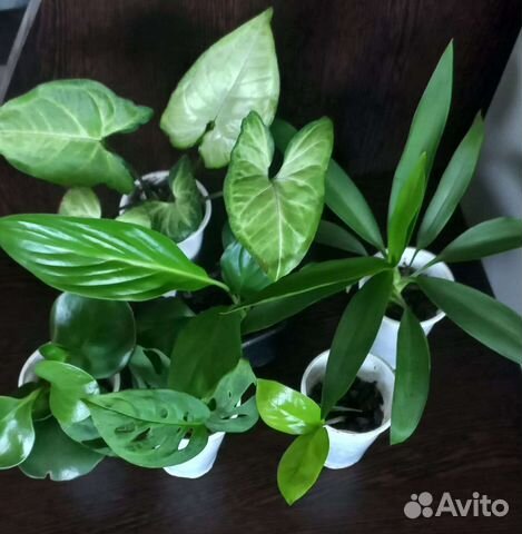 Спатифиллум, сингониум,замиокулькас,драцена,манки
