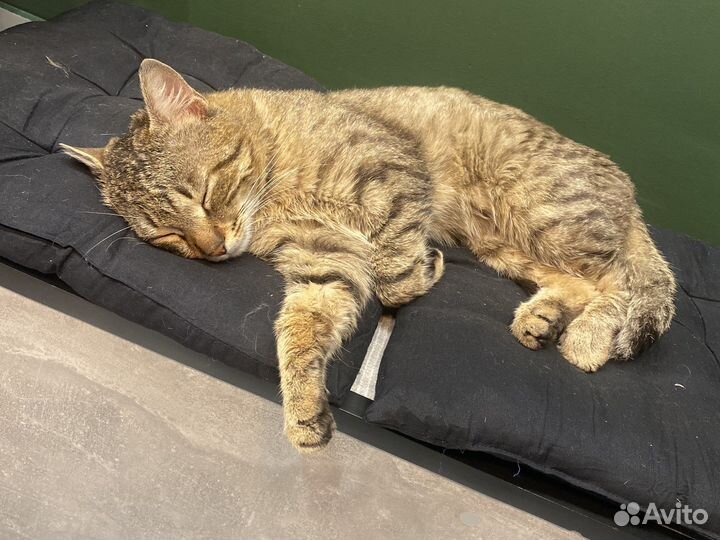 Кельтский кот