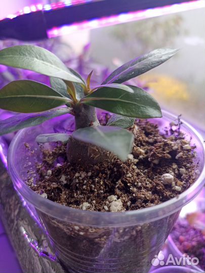 Адениум малыши