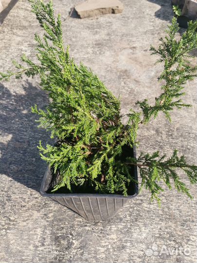 Садовые растения