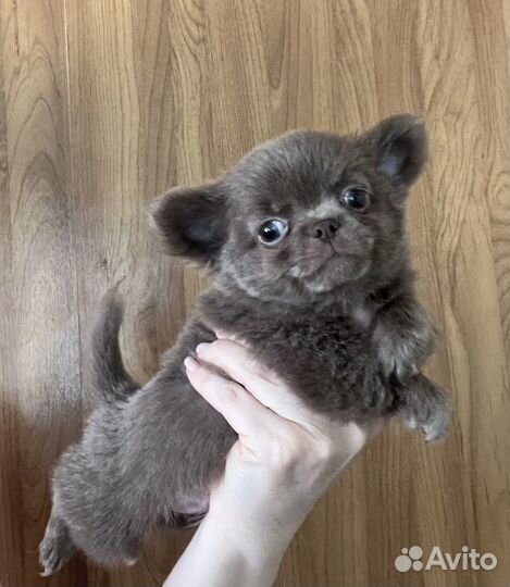 Супер мини чихуахуа. Лиловый мальчик, д/ш