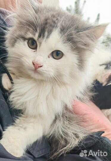 Котят выбросили на улицу