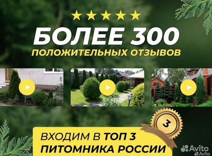 Туя смарагд 2 метра