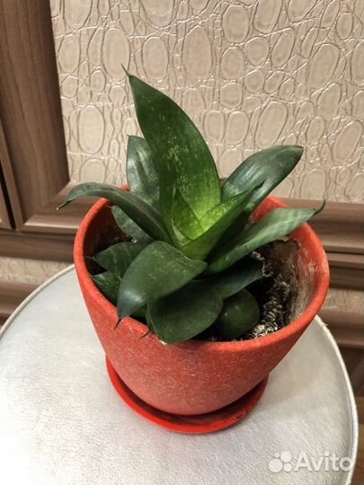 Сансевьера карликовая